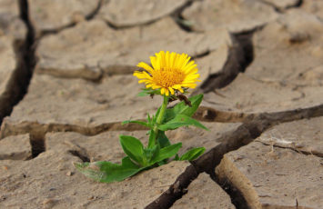 La resilencia en la búsqueda de un bebé La resilencia en la búsqueda de un bebé