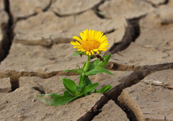 La resilencia en la búsqueda de un bebé