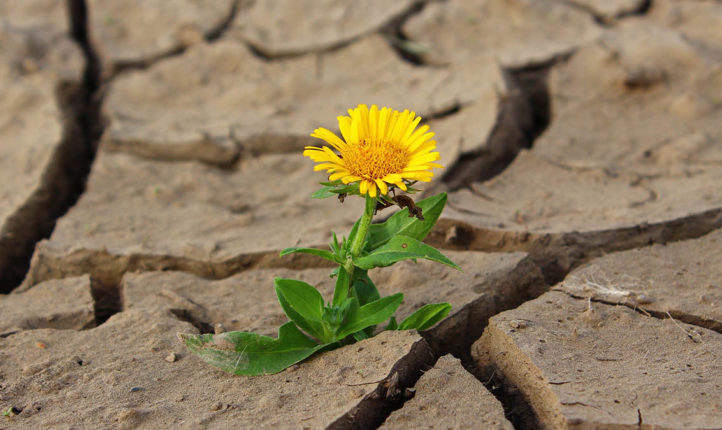 La resilencia en la búsqueda de un bebé